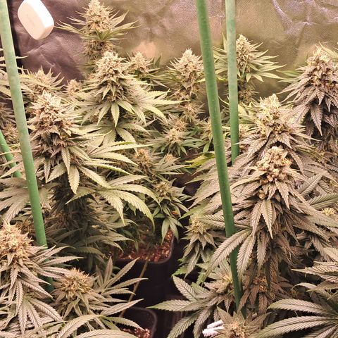 1° Cultivo 2025 / Gelato 33, Ak47, Sweet Love  growlog timeline photo