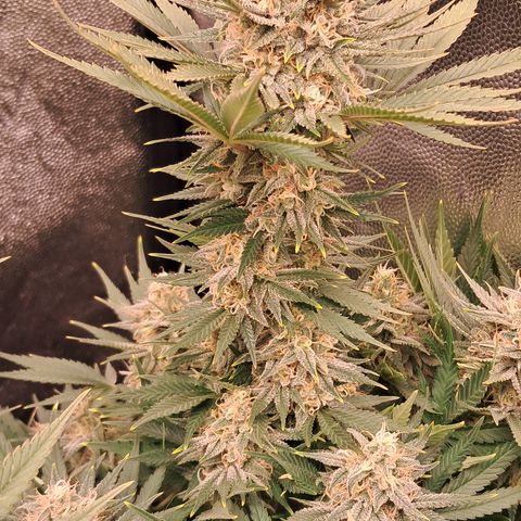 1° Cultivo 2025 / Gelato 33, Ak47, Sweet Love  growlog timeline photo