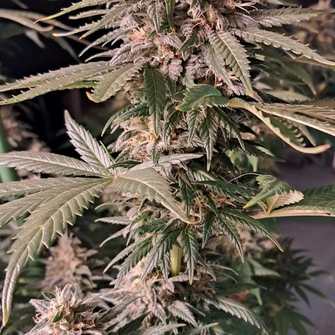 1° Cultivo 2025 / Gelato 33, Ak47, Sweet Love  growlog timeline photo