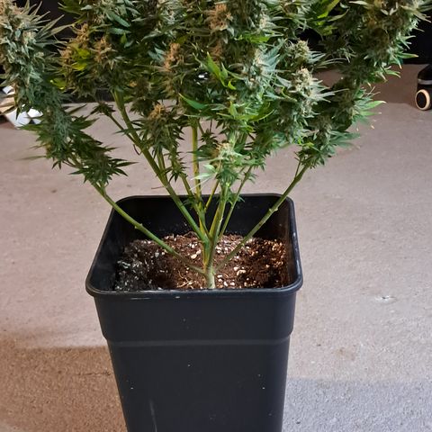 1° Cultivo 2025 / Gelato 33, Ak47, Sweet Love  growlog timeline photo