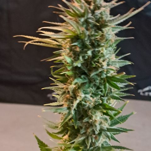 1° Cultivo 2025 / Gelato 33, Ak47, Sweet Love  growlog timeline photo