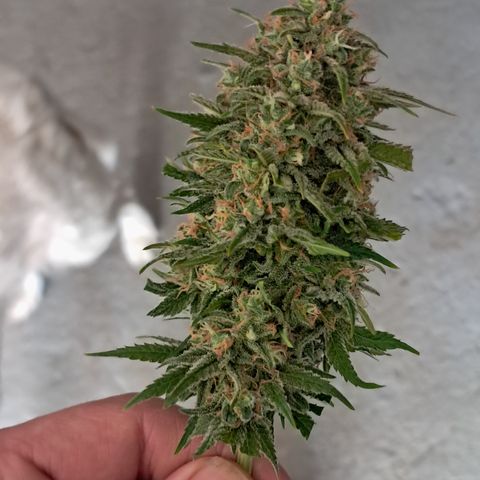 1° Cultivo 2025 / Gelato 33, Ak47, Sweet Love  growlog timeline photo