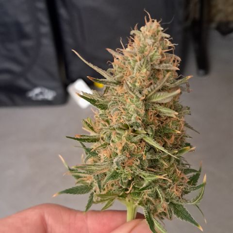 1° Cultivo 2025 / Gelato 33, Ak47, Sweet Love  growlog timeline photo