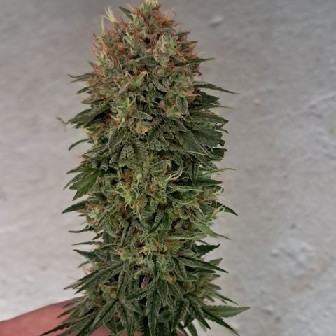 1° Cultivo 2025 / Gelato 33, Ak47, Sweet Love  growlog timeline photo