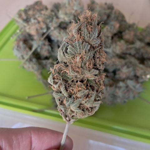 1° Cultivo 2025 / Gelato 33, Ak47, Sweet Love  growlog timeline photo