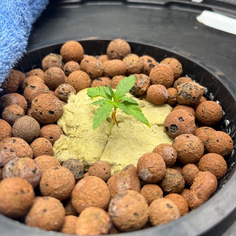 The Highness Experiment growlog timeline photo