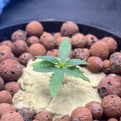 The Highness Experiment growlog timeline photo
