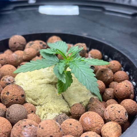 The Highness Experiment growlog timeline photo