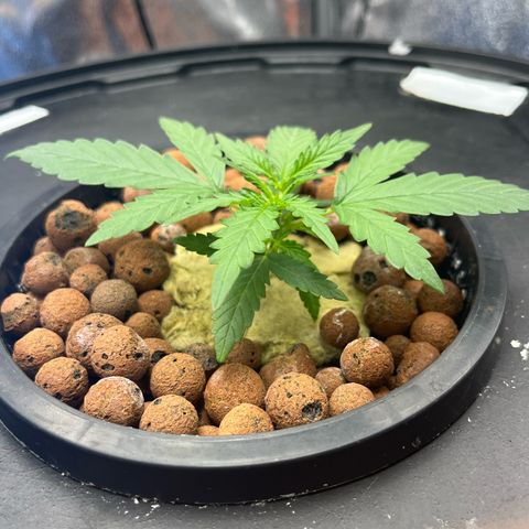 The Highness Experiment growlog timeline photo