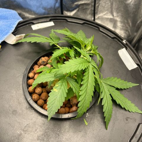 The Highness Experiment growlog photo: Day 14
