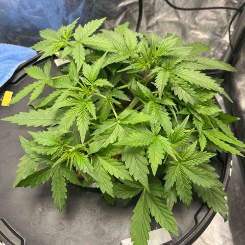 The Highness Experiment growlog photo: Day 18