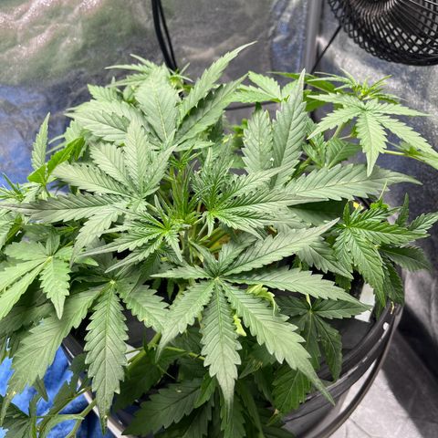 The Highness Experiment growlog photo: Day 21