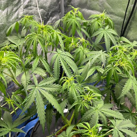 The Highness Experiment growlog timeline photo