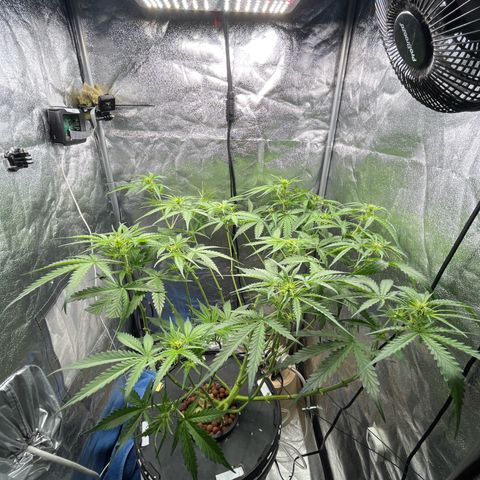 The Highness Experiment growlog photo: Week 2 — Day 10 — Flower