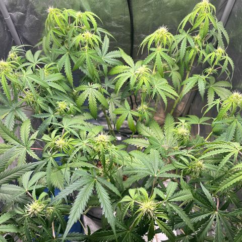 The Highness Experiment growlog timeline photo