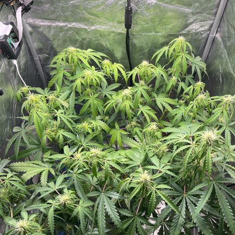 The Highness Experiment growlog photo: Day 17 — Week 3 — Flower