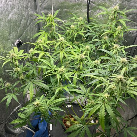 The Highness Experiment growlog photo: Day 22 — Week 4 — Flower