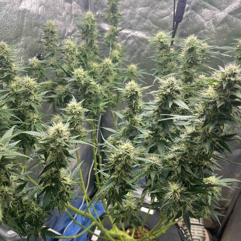 The Highness Experiment growlog photo: Day 31 — Week 5 — Flower