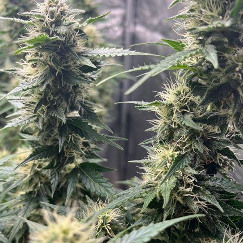 The Highness Experiment growlog timeline photo
