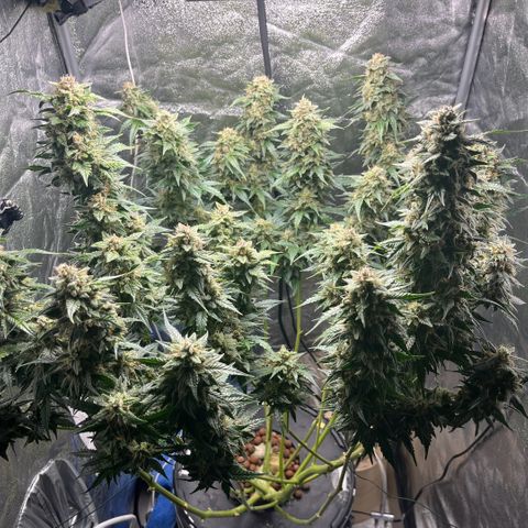 The Highness Experiment growlog photo: Day 45 — Week 7 — Flower