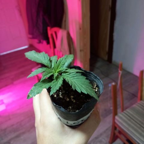 Golden Lemon growlog timeline photo