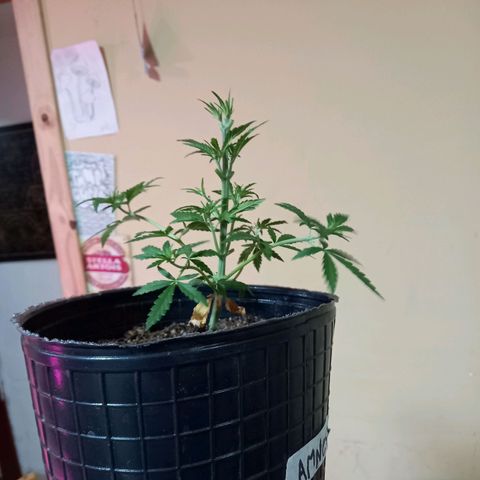 Amnesia growlog timeline photo