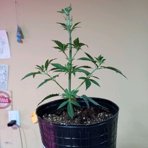 Critical XXL Fast growlog timeline photo