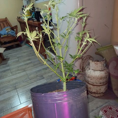 Critical XXL Fast growlog timeline photo