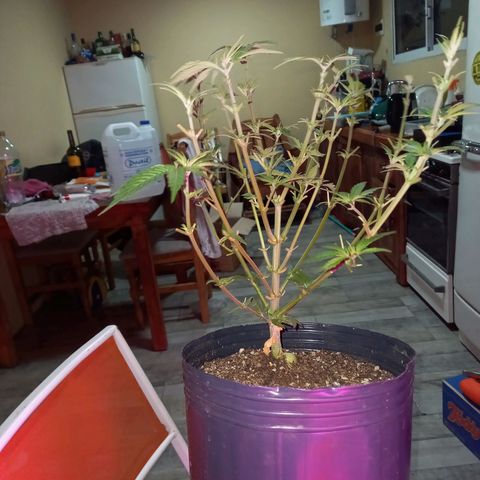 Amnesia growlog timeline photo