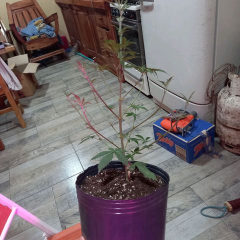 Golden Lemon growlog timeline photo