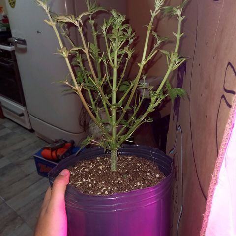 Gelato 14  growlog timeline photo