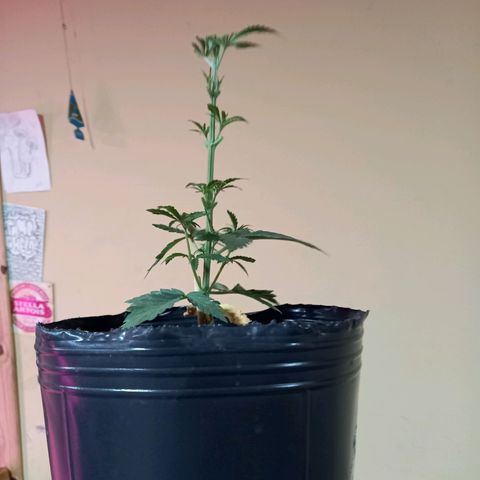 Golden Lemon growlog timeline photo