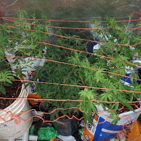 Golden Lemon growlog timeline photo