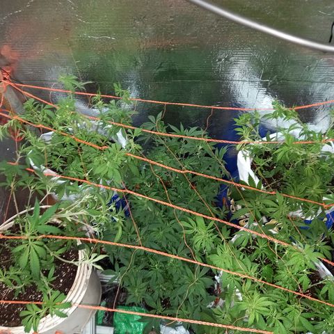 Golden Lemon growlog timeline photo