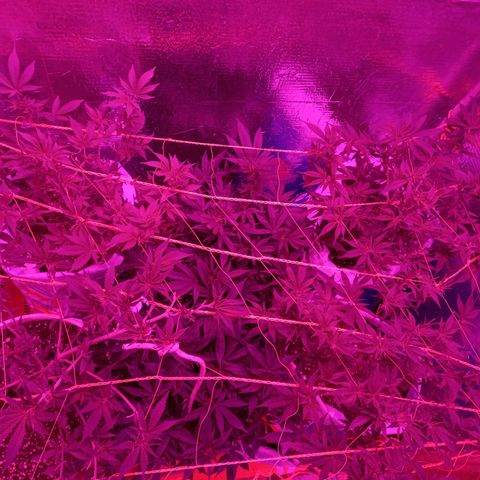 Golden Lemon growlog timeline photo