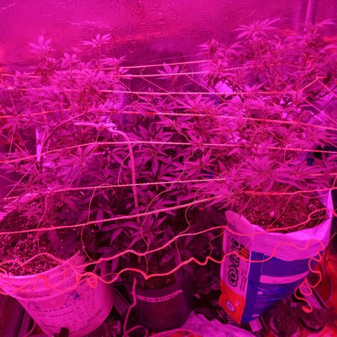Golden Lemon growlog timeline photo