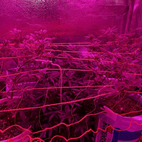 Golden Lemon growlog timeline photo