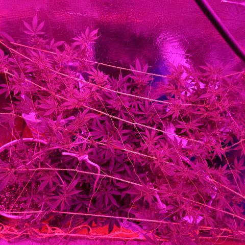 Golden Lemon growlog timeline photo