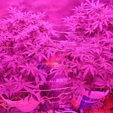 Golden Lemon growlog timeline photo