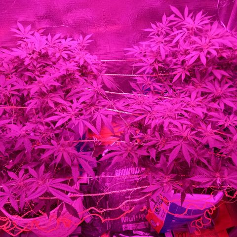 Golden Lemon growlog timeline photo