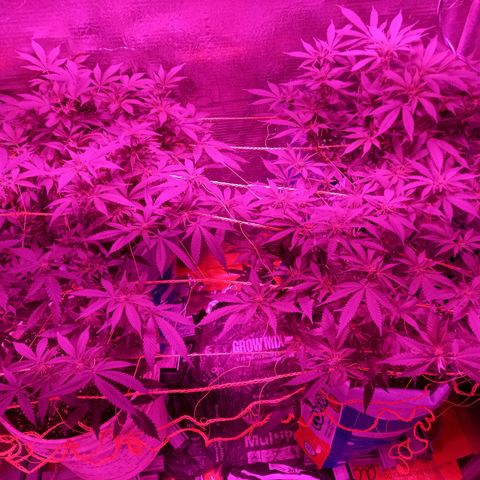 Golden Lemon growlog timeline photo