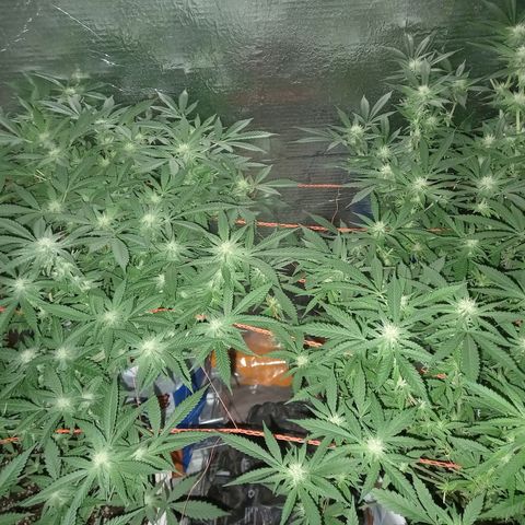 Golden Lemon growlog timeline photo