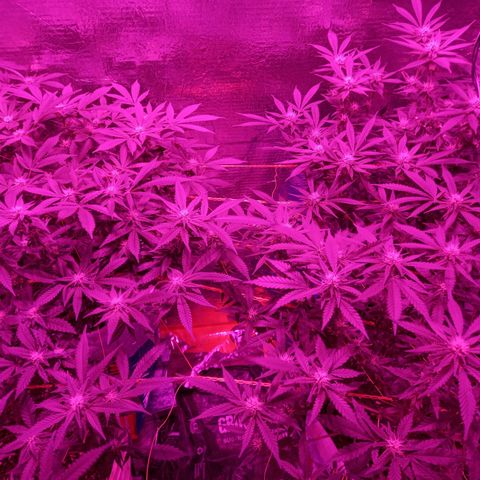 Golden Lemon growlog timeline photo
