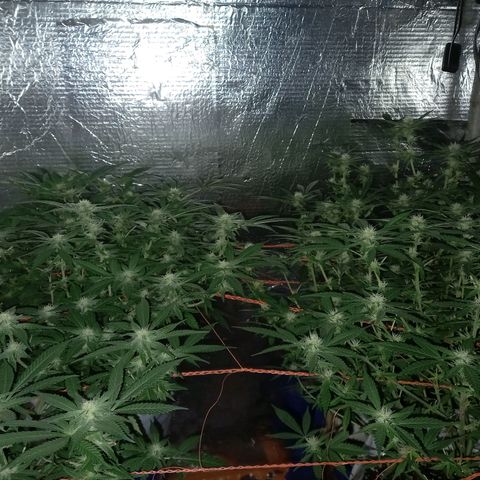 Golden Lemon growlog timeline photo