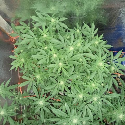 Gelato 14  growlog timeline photo