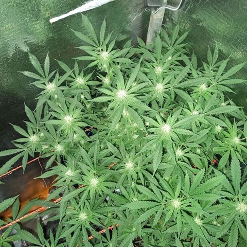 Critical XXL Fast growlog timeline photo