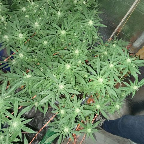Amnesia growlog timeline photo