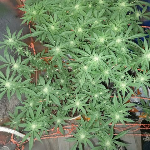Golden Lemon growlog timeline photo