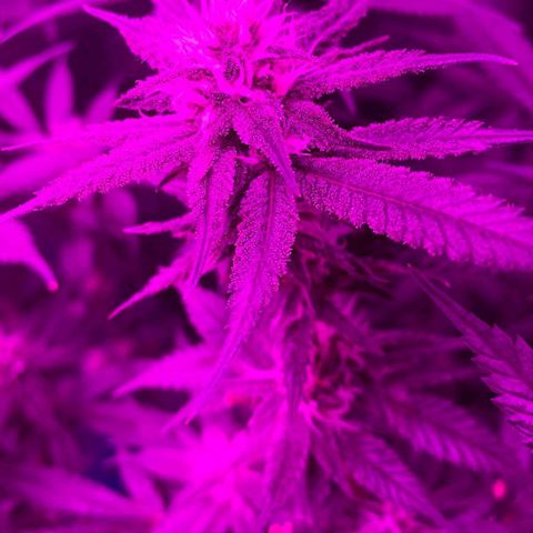 Golden Lemon growlog timeline photo