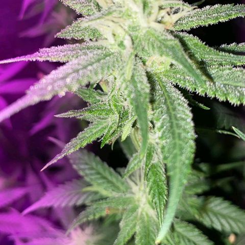 Golden Lemon growlog timeline photo